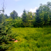 CORBEANCA_Vila cu dumbrava_Gradina